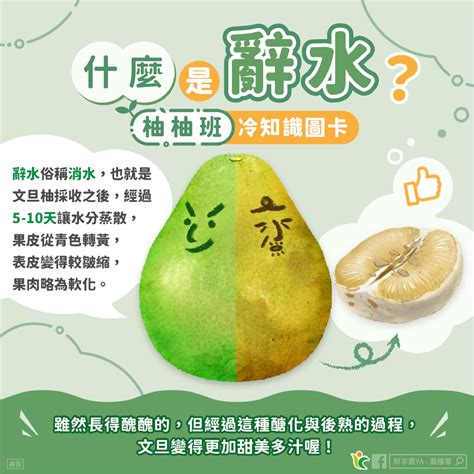 辭水 台語|辭水是什麼？怎麼挑文旦？原來這時候的柚子最好吃！…